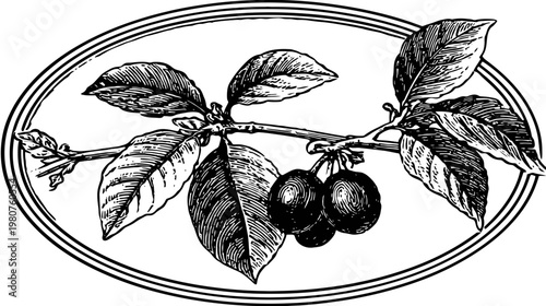 Etched image of a fruit branch with leaves and cherries inside an oval frame