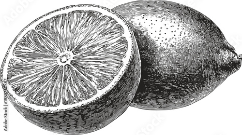 Etched illustration of a sliced citrus fruit beside a whole fruit on white