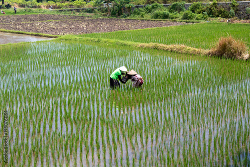 Planting Rice in Field, Indonesia