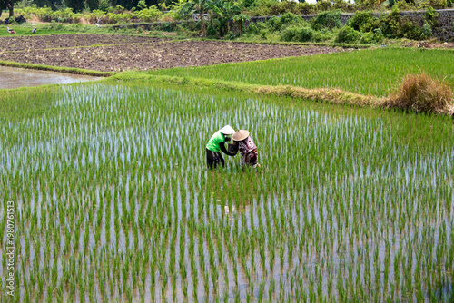 Rice Planting in Indonesia