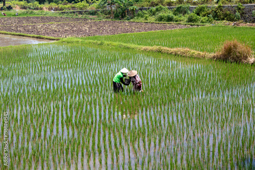 Rice Field Workers in Indonesia