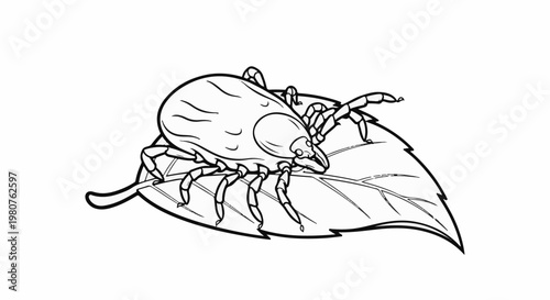 A black and white drawing of a tick on a leaf