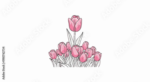 A bouquet of pink tulips stands tall against a white background