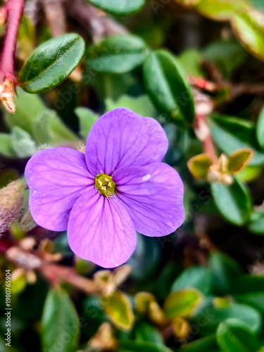 Lila Blume