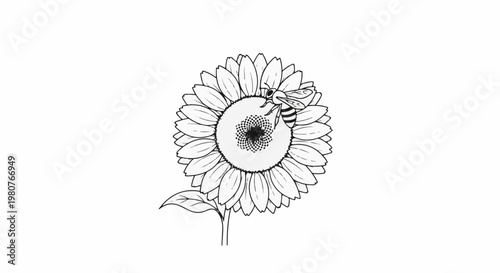 A black and white line drawing of a bee pollinating a sunflower