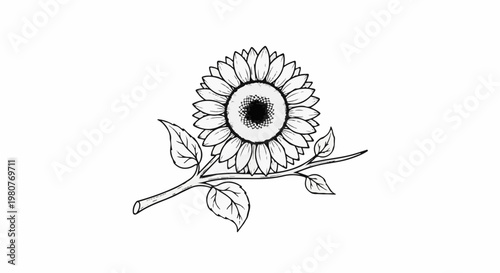A black and white line drawing of a sunflower on a stem
