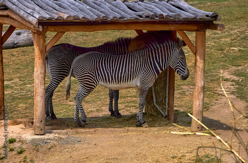  Zebras hiding in the shade on a hot summer day