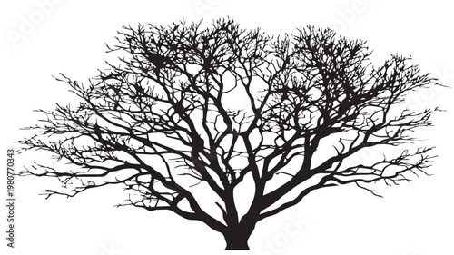 Bare Silhouette of Majestic Tree: Silhouette of a magnificent, bare tree against the sky. The intricate network of branches is a testament to the tree's resilience.