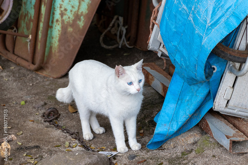 可愛らしい白の野良猫