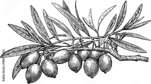 Intricate botanical illustration of an olive branch, featuring leaves and ripe fruit