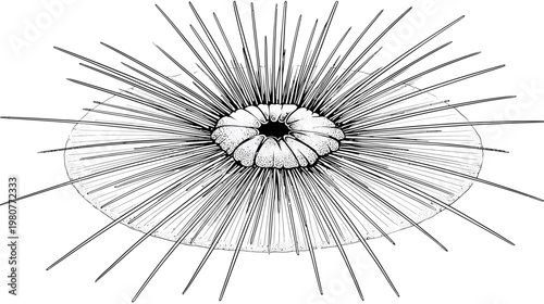Black and white illustration of a spiky sea creature radiating outwards from a central point