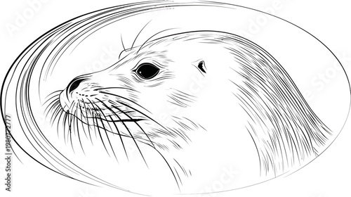 A detailed line drawing shows a seal's profile within an oval. It faces left, showing its eye