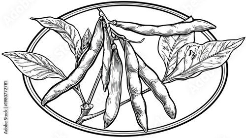 Intricate black and white illustration of bean pods and leaves in an oval frame