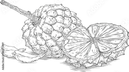 Intricate black and white illustration of a custard apple, cut and whole, with detailed shading