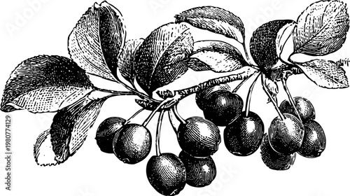 Intricate black and white illustration of a cherry branch laden with ripe fruit
