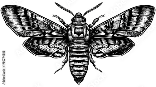 Intricate black and white illustration of a moth with detailed wings and body