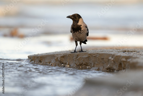 Detailed Close-up Profile of a Hooded Crow (Corvus cornix) on the Seashore