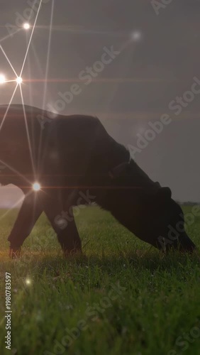 Vertical video: Sun moving behind cow, grazing and stepping right with tether, starbursts passing