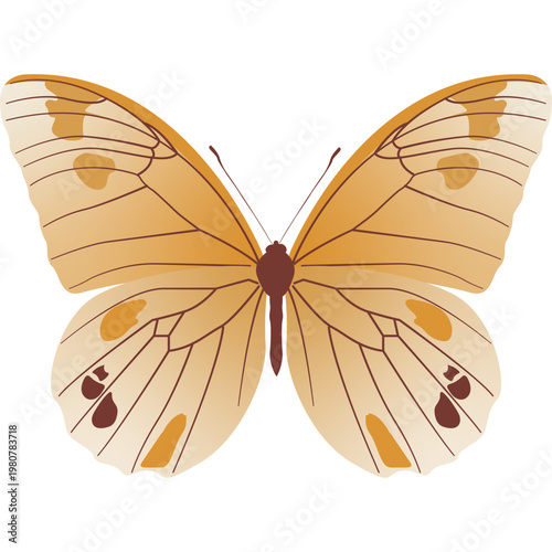 Butterfly Illustration