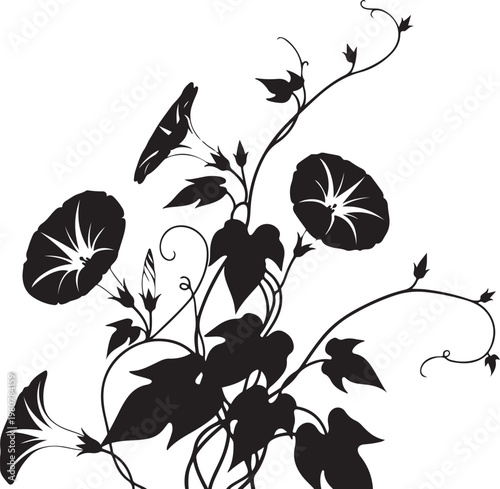 Black silhouette of morning glory flowers and leaves on vines