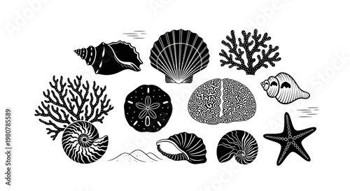 Black and white sea shells collection.