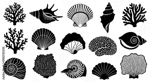 Black and white seashells and corals.
