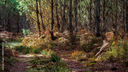 Saison d'automne dans la forêt des Landes de Gascogne