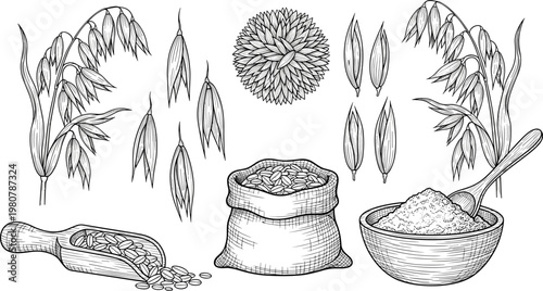 Detailed black and white illustration of oat plant stalks grains husks and oatmeal containers showcasing agricultural growth and culinary uses for healthy food concepts