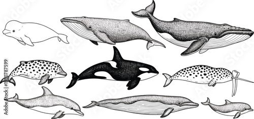 Detailed black and white illustration of whales dolphins and porpoises including beluga humpback killer whale narwhal and spotted dolphins showcasing diverse cetacean species anatomy