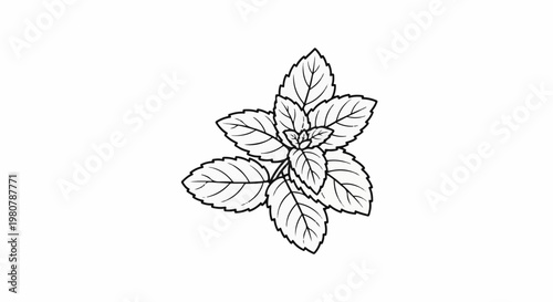 A line drawing illustration of a fresh sprig of mint leaves