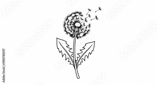 A line drawing of a dandelion flower head with seeds dispersing in wind