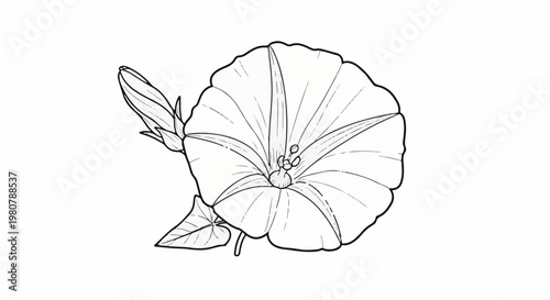 A line drawing of a single open flower and a closed bud