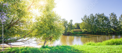 Wallpaper Mural Sunlight filters through vibrant green trees Torontodigital.ca