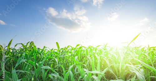 Wallpaper Mural Lush green grass sways gently under bright sunlight Torontodigital.ca