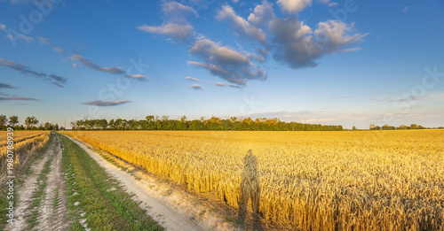 Wallpaper Mural Golden field stretches under a soft blue sky Torontodigital.ca