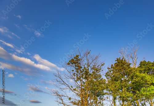 Wallpaper Mural Clear blue sky with wispy clouds above green trees Torontodigital.ca
