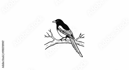 A detailed black and white illustration of a magpie perched on a branch