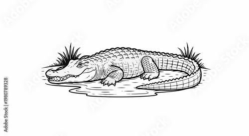 A detailed black and white illustration of an alligator in shallow water, surrounded by grass