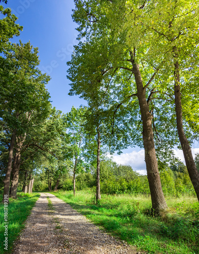 Wallpaper Mural Lush green trees frame a winding gravel path Torontodigital.ca