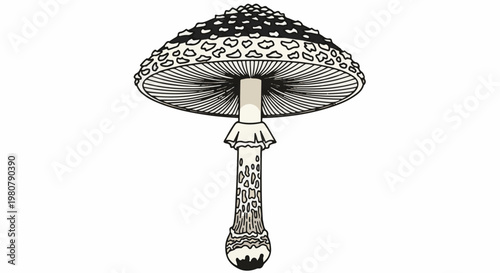 A detailed illustration of a distinctive speckled mushroom with gills
