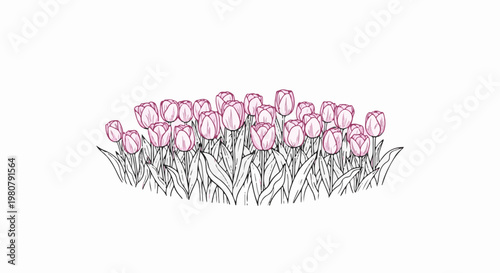 A field of pink tulips with black outlined leaves against a white background