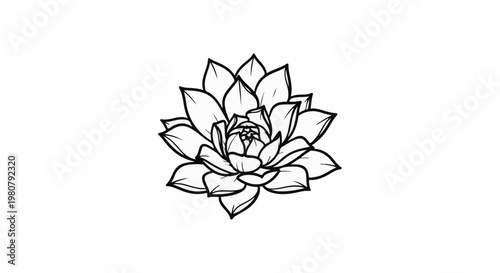 A delicate, hand-drawn illustration of a succulent plant