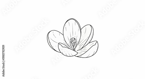 A delicate line drawing of a blooming crocus flower on a white background