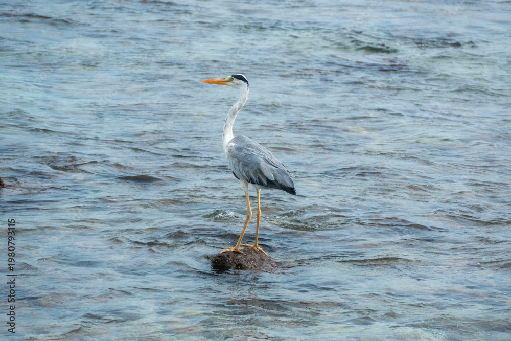 Fototapeta premium Great blue heron on the beach