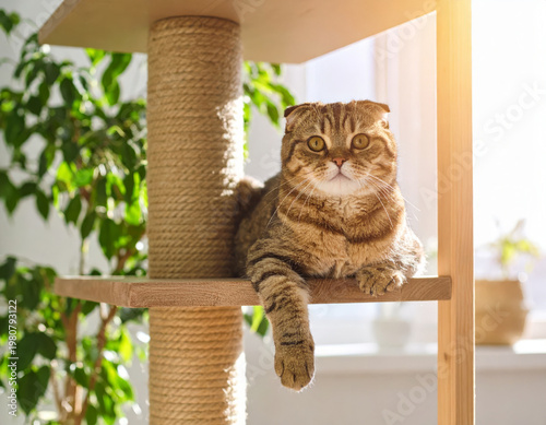 Scottish Fold cat resting cozily on a shelf of a cat tree, basking in warm sunlight streaming through the window in a comfortable home interior. Soft natural light, relaxed indoor pet lifestyle