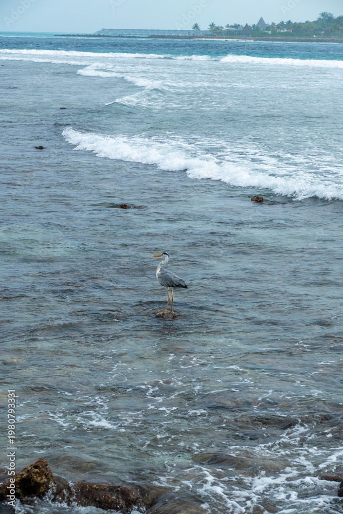Fototapeta premium Great blue heron on the beach