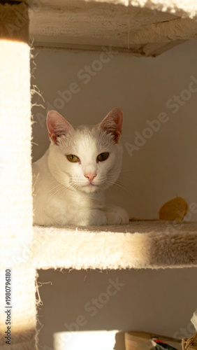 Gorgeous white cat lying on a cat tree, basking in warm sun rays and soft window light in a cozy home interior. Relaxed indoor pet lifestyle with copy space