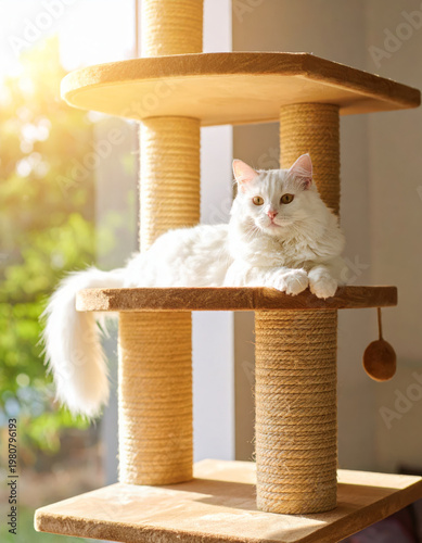 Gorgeous white cat lying on a cat tree, basking in warm sun rays and soft window light in a cozy home interior. Relaxed indoor pet lifestyle with copy space