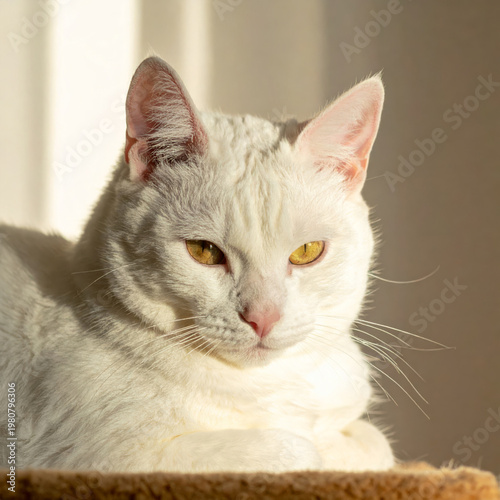 Gorgeous white cat lying on a cat tree, basking in warm sun rays and soft window light in a cozy home interior. Relaxed indoor pet lifestyle with copy space