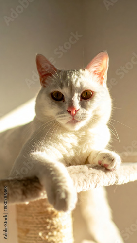 Gorgeous white cat lying on a cat tree, basking in warm sun rays and soft window light in a cozy home interior. Relaxed indoor pet lifestyle with copy space